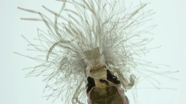 Worm Polychaeta of family Terebellidae under the microscope, phylum Annelida. Numerous, long tentacles wriggle like snakes in search of food particles. Red sea