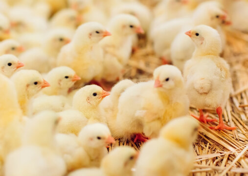 Indoors chicken farm, chicken feeding