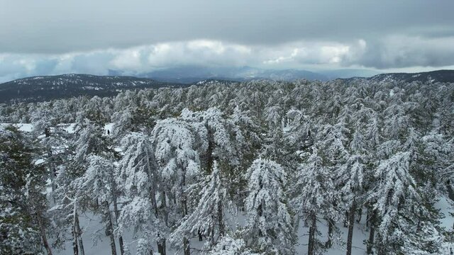 Drone aerial winter landscape with forest pine trees covered in snow in wintertime season. Troodos mountains Cyprus