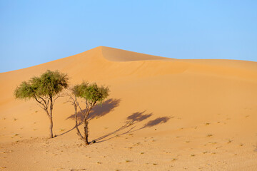 Fototapeta na wymiar Two lonely trees in the desert in the UAE hidden in the sand dunes