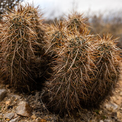 Low Angle View of Engelmann's Hedgehog Cacti