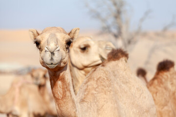 Closeup portrait of the middle eastern camels in a desert in United Arab Emirates