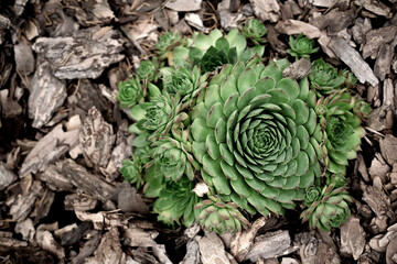 Plant grows among the bark of pine and larch. Top view. Bark of pine and larch of different fractions lies on surface.