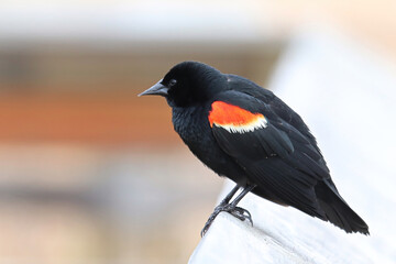 Closeup of a Red Winged Blackbird on a boardwalk rail