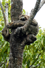 Three-toed Sloth (order Pilosa), tree-dwelling mammal noted for its slowness of movement. 