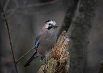 bird on a branch