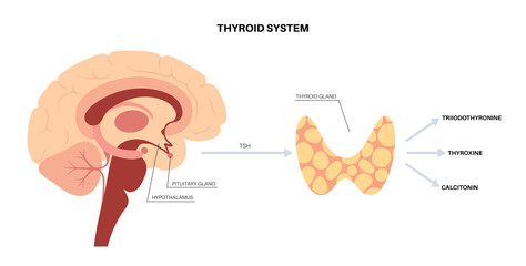 Obraz premium Thyroid hormones diagram