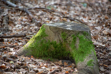 Landscape of stump covered in moss in the forest in Kaiserslautern Germany