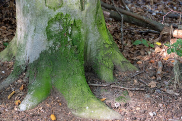 Landscape of stump covered in moss in the forest in Kaiserslautern Germany