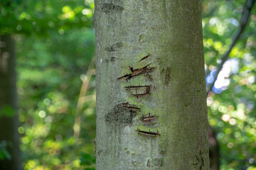 Landscape of cut tree trunk in the forest in Kaiserslautern Germany
