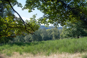 Fototapeta na wymiar Landscape of green forest scene in Wildpark in Kaiserslautern Germany