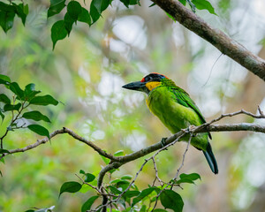 Gold-whiskered Barbet perching eye level on tree branch