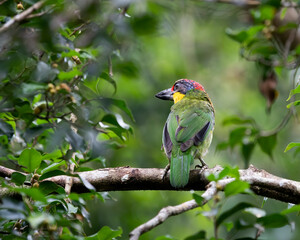 Gold-whiskered Barbet perching eye level on tree branch