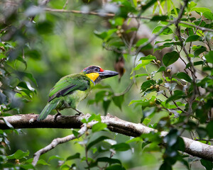 Gold-whiskered Barbet perching eye level on tree branch