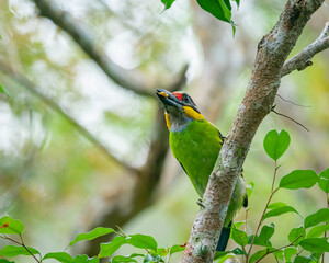 Gold-whiskered Barbet perching eye level on tree branch