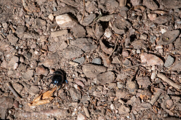 Landscape of Anoplotrupes stercorosus beetle in Wildpark in Kaiserslautern Germany