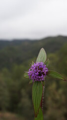 Flor morada en el bosque