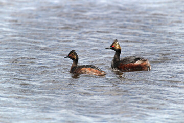 A male and female eared grebe swiming in water