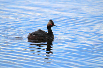 An eared grebe swimming in wavy blue water