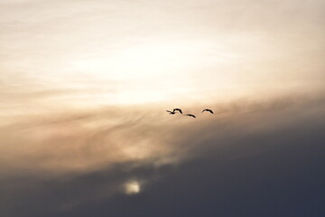 Geese Flying in a Cloudy Sky