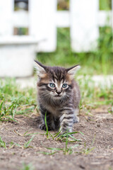 Naklejka na ściany i meble scared little kitten in the green grass. The little kitten ran away from home and got lost in the park. A Siberian striped kitten explores the unknown world on the street.