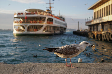 seagull on the pier