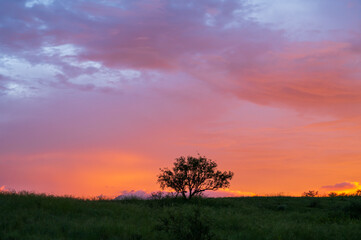 Fototapeta na wymiar Silhouette of small tree on pasture under vibrant sunset sky.