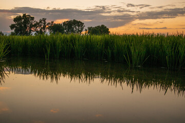 Arrozales con atardecer de fondo y  reflejos de agua