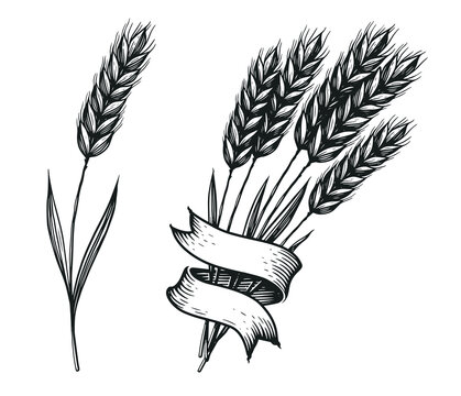 Vector illustration hand drawn wheat ears. Engraving sketch grain bread vintage