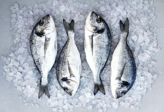 Sea bream fish from market, fresh fish on ice, seafood diet cooking background