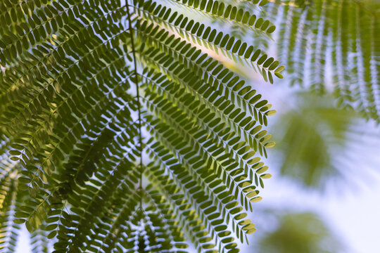 Leaf of paraserianthes lophantha tree on a blue sky background. Selective focus.