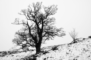 Bare tree silhouette in winter snowfall
