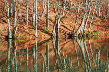 Autumn leaves reflections on the lake in fall season. Forest reflecting on the lake. Yedigoller milli parki in Bolu Turkey. Scenery autumnal and winter landscapes in winter season. Autumn background. 