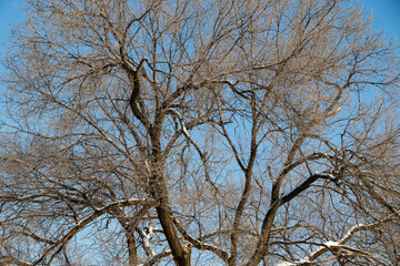 Bare tree branches on a blue sky background