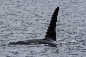 Bull Orca (Killer Whale) near Tofino B.C.