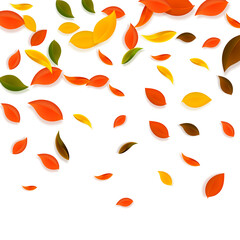 Falling autumn leaves. Red, yellow, green, brown c