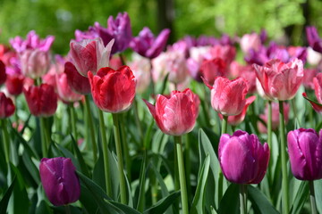 Pink tulips meadow. Spring colourful romantic bouquet