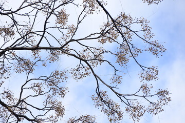 Chinaberry fruits and leaves. Meliaceae deciduous tree. The fruits, leaves and bark are medicinal. 