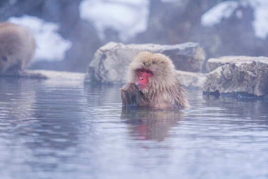 monkey in onzen, Snow Monkeys Japanese Macaques bathe in onsen hot springs of Nagano, Japan.