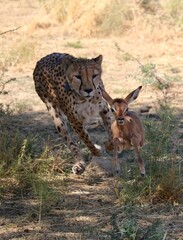 Adult male cheetah hunting a young impala calf