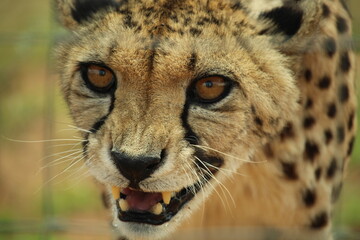 Close-up of agitated cheetah in captivity