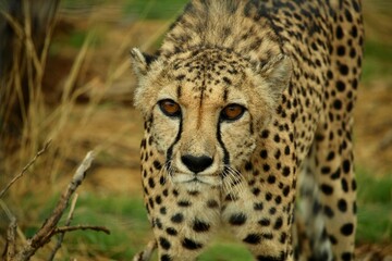 Close-up of standing cheetah looking directly into the camera