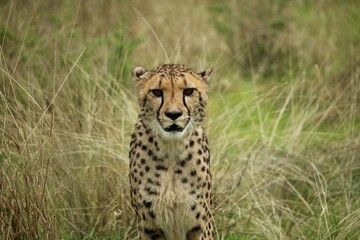 Cheetah in yellow-green grass looking directly into the camera