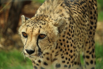 Cheetah head and body against green grass