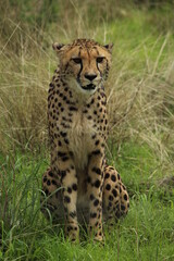 Full body shot of sitting cheetah looking forward
