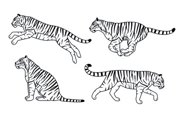 Fototapeta na wymiar Vector set of hand drawn flat outline tigers isolated on white background