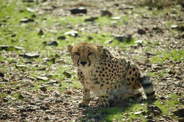 Crouching cheetah on rocky terrain looking up