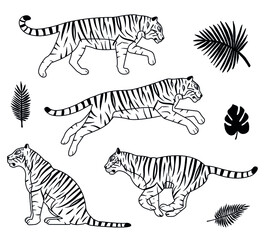 Fototapeta na wymiar Vector set of flat outline tigers and palm leaves isolated on white background 