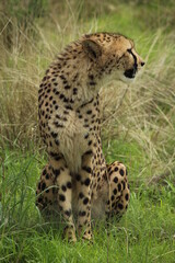 Full body shot of sitting cheetah looking to the right