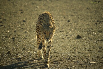 Cheetah on bare terrain walking towards the camera